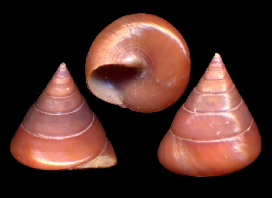 Calliostoma conolum viola & Raphitoma bicolor